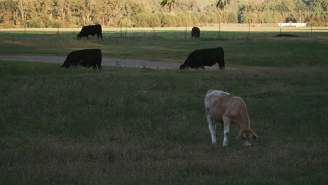 Cows eating grass Stock Footage 254198987