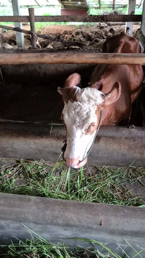 Cows eating grass Stock Footage 312202784