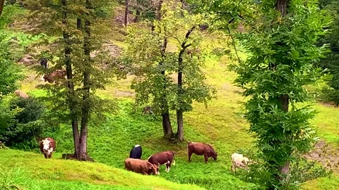 Cows Eating Grass in the Forest Stockbeeldmateriaal 194011587