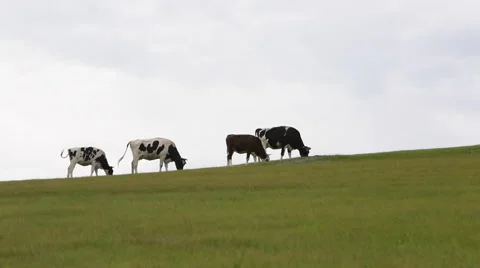 Cows eating grass on the grasslands Stock Footage 40670823
