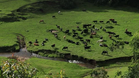 Cows eating grass in a green field Stock Footage 233393962