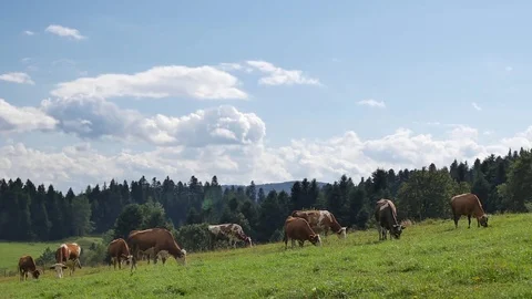 Cows eating grass on the green hills. Video stock 80629415