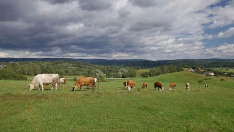 Cows eating grass on the green hills. Stock Footage 80629441
