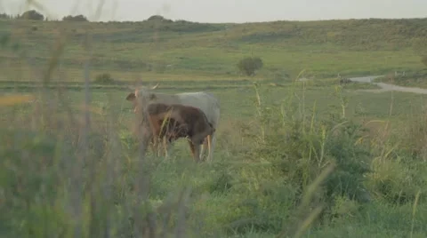 Cows eating grass in the meadow Stock Footage 43861043