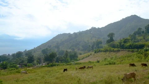 Cows eating grass mountain hill areas Stock Footage 98587526