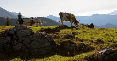 Cows eating grass on a mountain Stock Photos