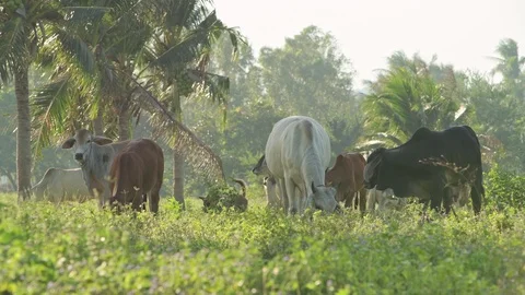 Cows eating grass in open field. Stock Footage 92139384