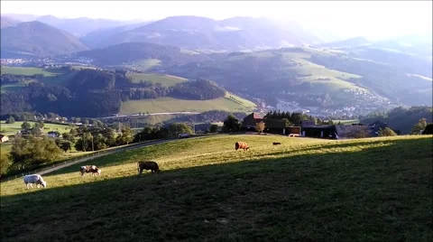 Cows eating grass in the pasture Stock Footage 66762453