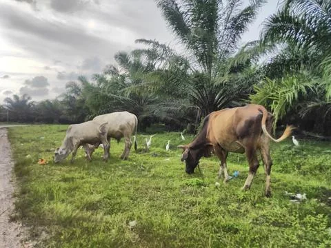 Cows eating grass Stock Photos