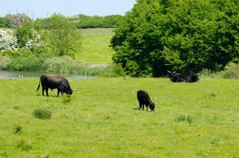 Cows eating grass Stock Photos