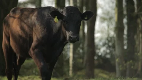 Cows eating grass in the sun Video stock 232993536