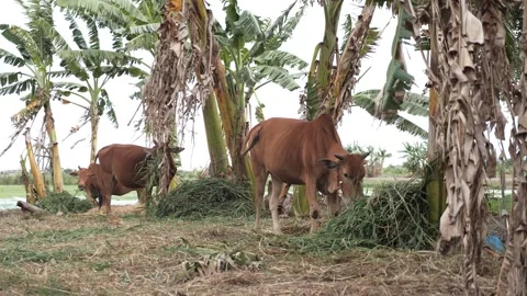Cows eating grass at the windy field Stock Footage 243626006