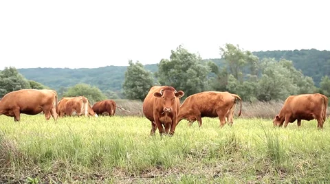 Cows eating green grass Stock Footage 36646021