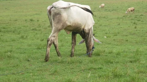 Cows eating green grass in the meadow. concept of farming, countryside Stock Footage 312904723
