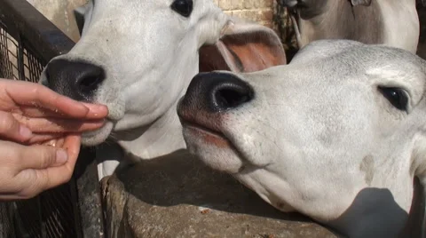 Cows eating from the hands Stock Footage 68233812