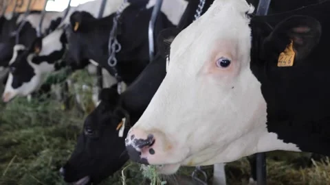 Cows Eating Hay in Barn - Close-up Shot Stock Footage 292130507