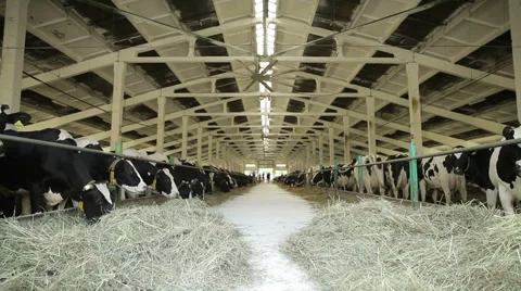 Cows Eating Hay In The Barn Stock Footage 60072986