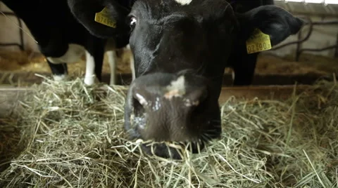 Cows Eating Hay In The Barn Stock Footage 60073054