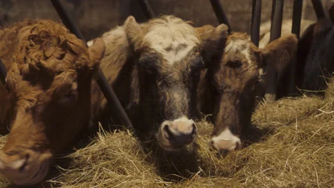 Cows Eating Hay in Barn  Stock Footage 180646578
