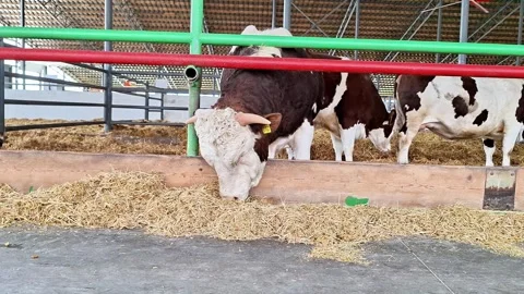 Cows Eating Hay Behind Barn Railings in Feeding Area 動画素材 335505147