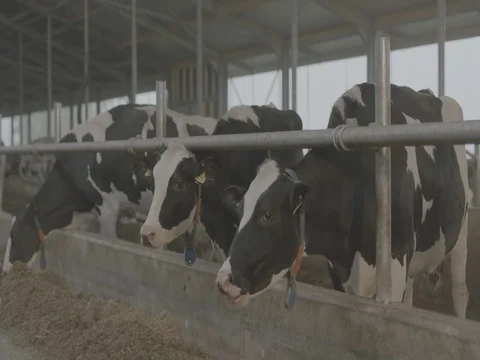 Cows eating hay from behind the feed barriers in shed Stock Footage 73684892