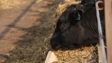 Cows eating hay on the farm Stock-Footage 43166404