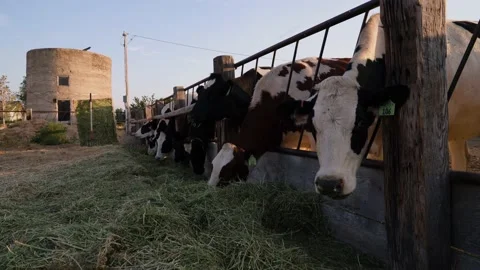 Cows Eating Hay Feed Through Fence Grain Silo Background Stock Footage 140213380