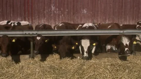 Cows eating hay Stock-Footage 11338058