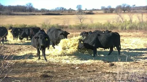 Cows eating hay Stock Footage 20188731