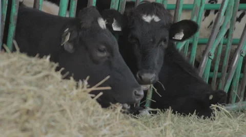 Cows eating hay Stock Footage 30579832