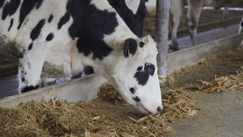 Cows Eating Hay Video stock 102549109