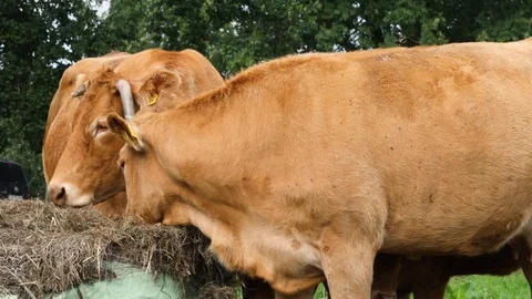 Cows eating hay Video stock 118446283