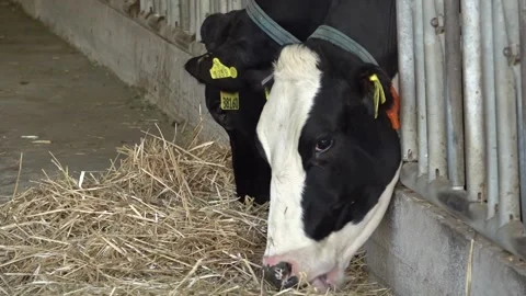 Cows eating hay Stock Footage 178070223
