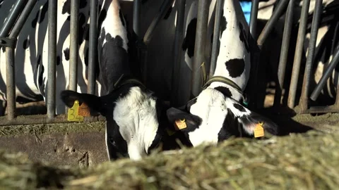 Cows Eating Hay Stock Footage 199644675