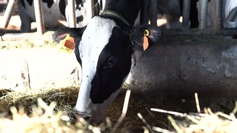 Cows Eating Hay Stock Footage 199644860