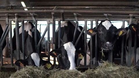 Cows Eating Hay Stock Footage 199646091