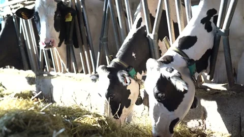 Cows Eating Hay Stock Footage 199646131