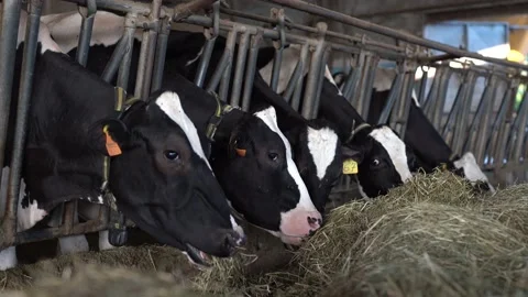 Cows Eating Hay Stock Footage 199646213