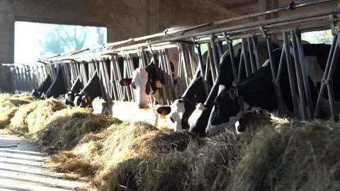Cows Eating Hay Stock Footage 199646533
