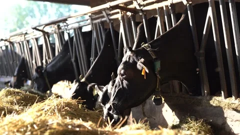 Cows Eating Hay Stock Footage 199646596