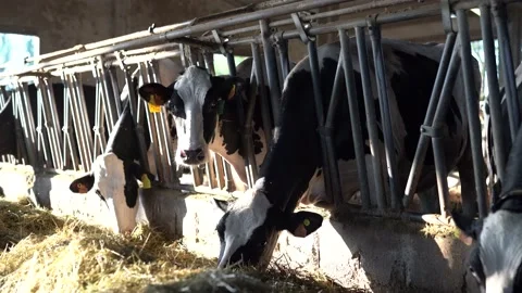 Cows Eating Hay Stock Footage 199646683