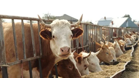 Cows Eating Hay 스톡 동영상 241783402