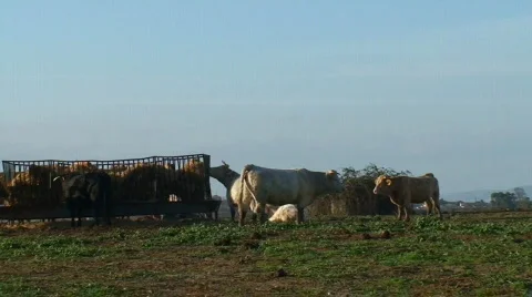 Cows eating hay in manger Stock Footage 280198