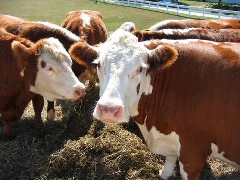 Cows Eating Hay Stock Photos