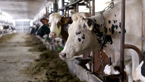 Cows eating hay in stalls, side view on a farm close-up. The cow is eating hay. Vídeos de archivo 334654873