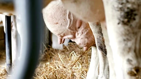 Cows eating hay in stalls, side view on a farm close-up. The cow is eating hay. Vídeos de archivo 334655329