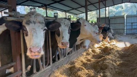 Cows eating hay in stalls, side view on a farm close-up. The cow is eating hay. Vídeos de archivo 334655444