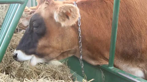 Cows Eating Hay from a Trough Видео 12478684