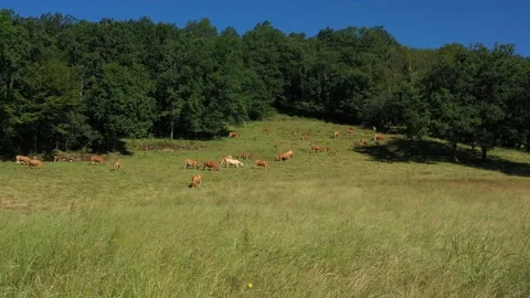 Cows eating on the hillside in the countryside Stock Footage 144828053