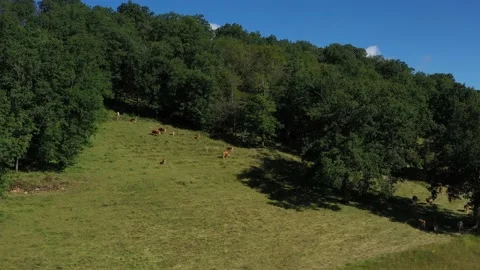 Cows eating on hillside Stock Footage 144827708